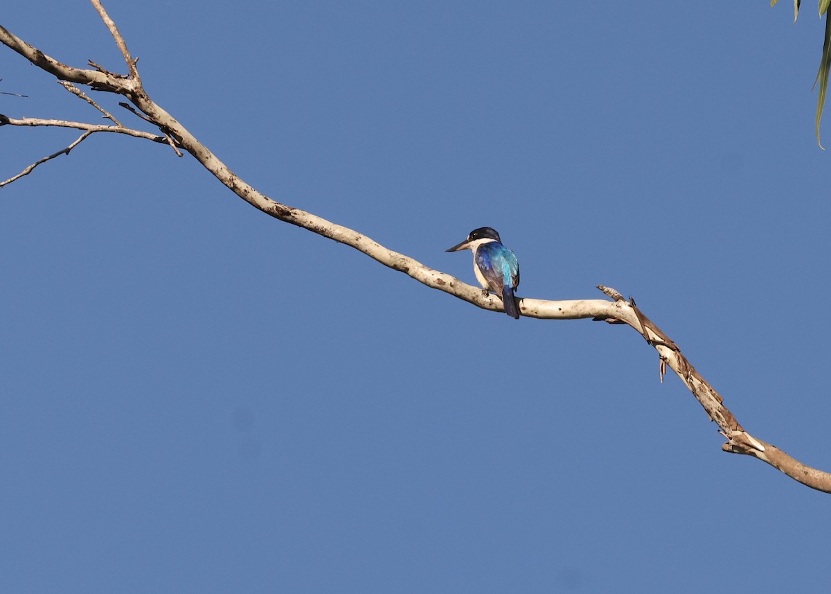 ledňáček lesklý - ML647671056