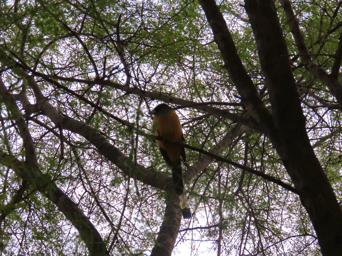 straka toulavá - ML647671057