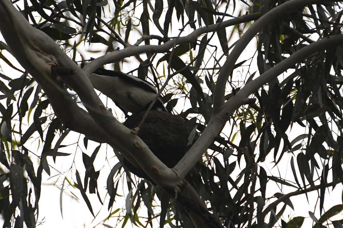 Magpie-lark - ML647671058