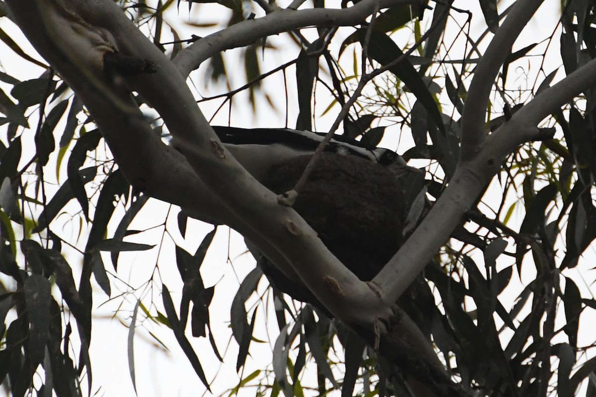 Magpie-lark - ML647671059