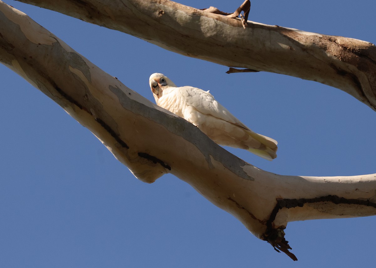 kakadu naholící - ML647671061