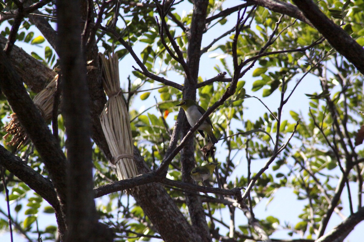 Swinhoe's White-eye - ML647671063