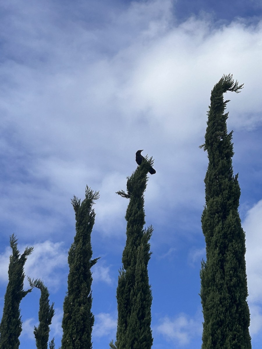 krkavec australský - ML647671066