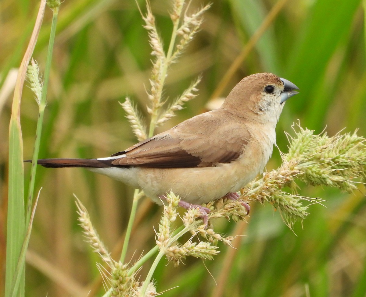 stříbrozobka indická - ML647671067