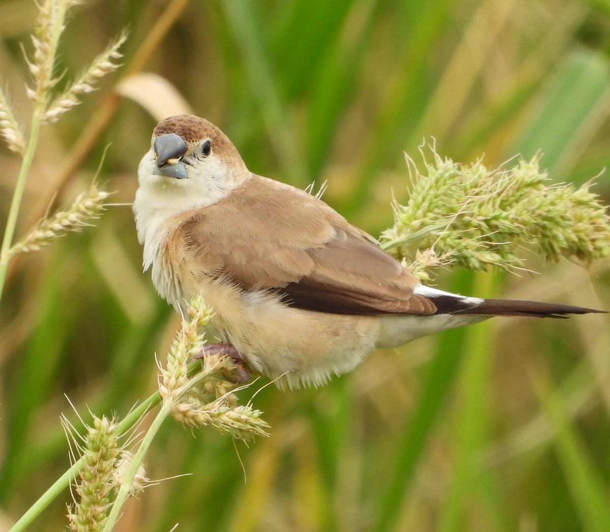 stříbrozobka indická - ML647671068