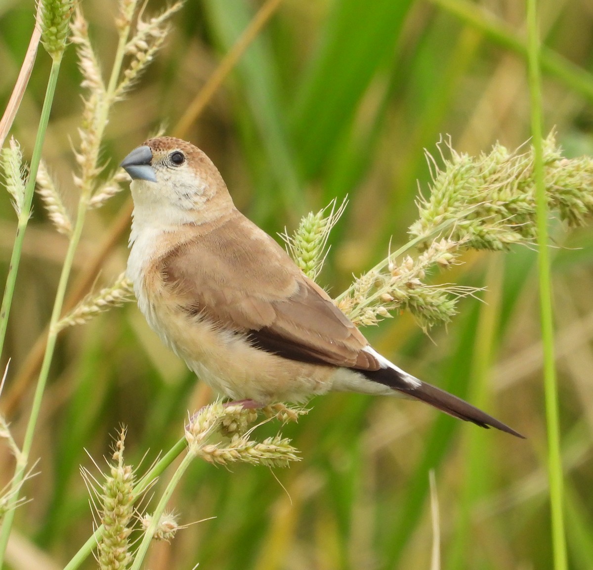 stříbrozobka indická - ML647671069