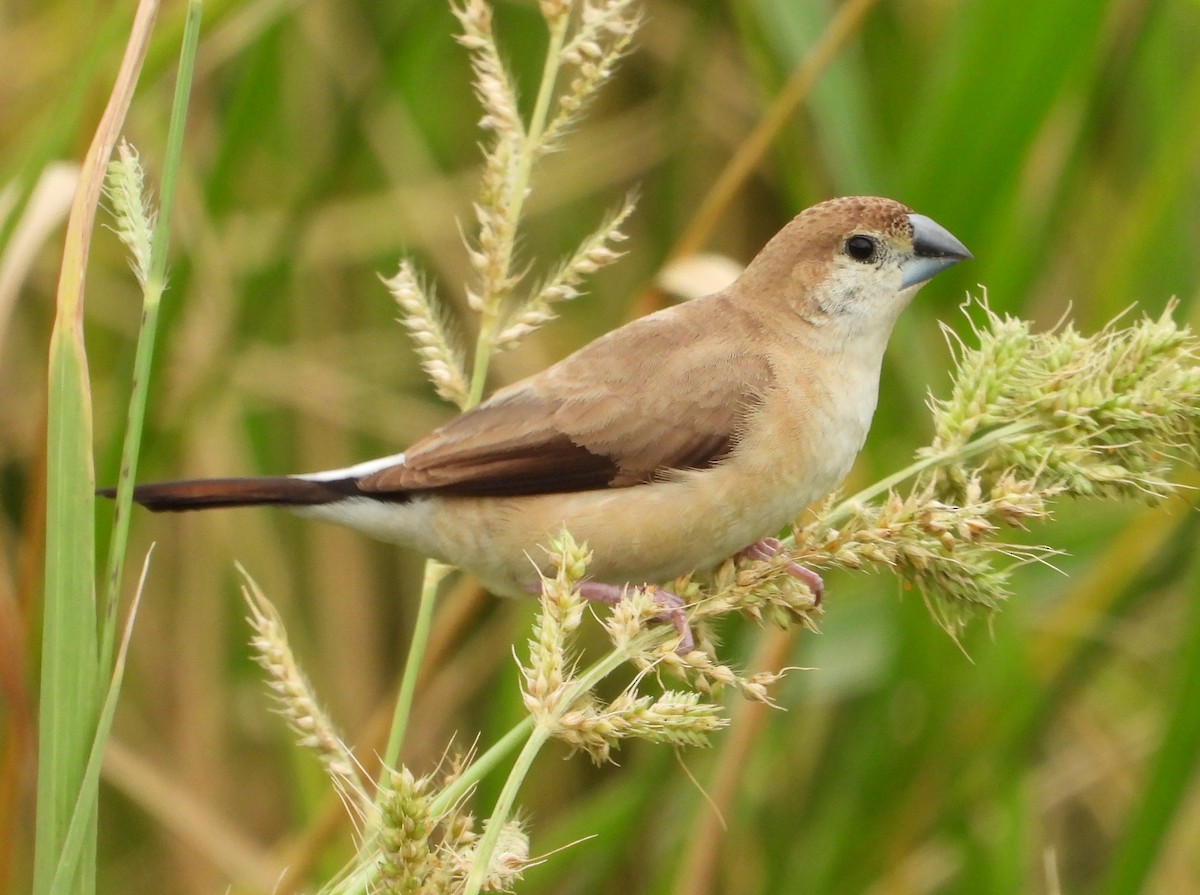 stříbrozobka indická - ML647671070