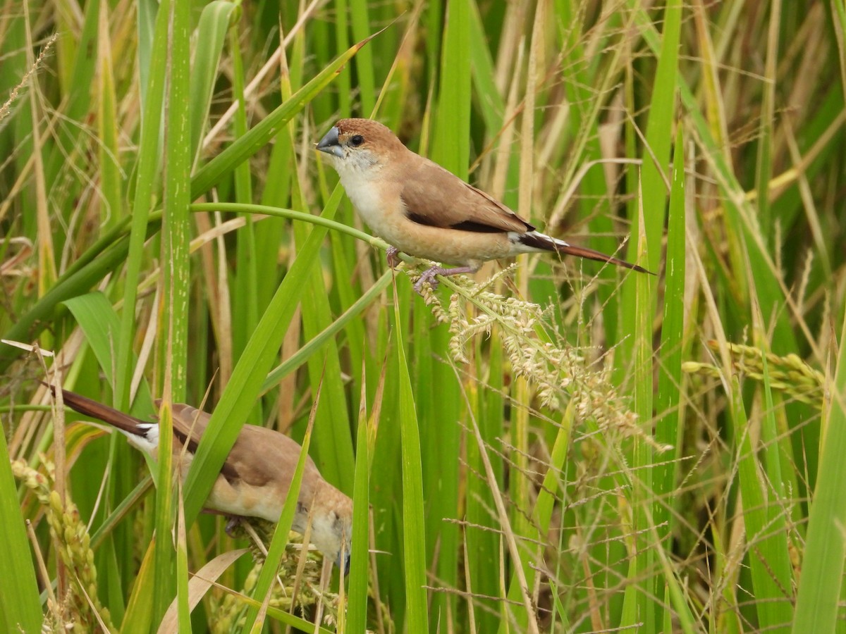 stříbrozobka indická - ML647671071