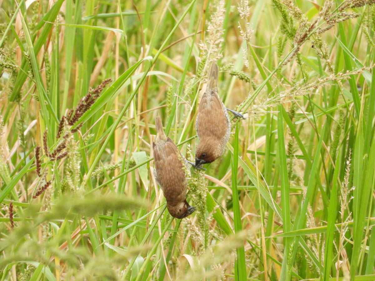 panenka muškátová - ML647671072