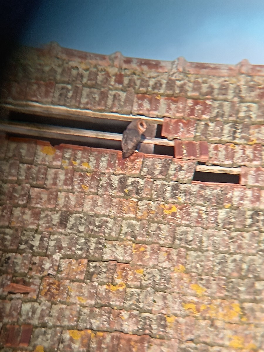 sova pálená - ML647671074