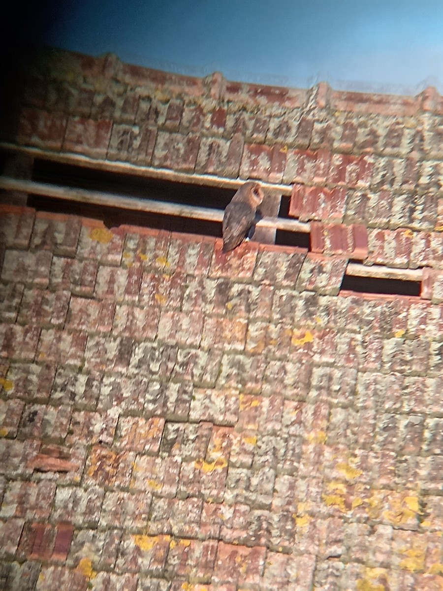 sova pálená - ML647671075