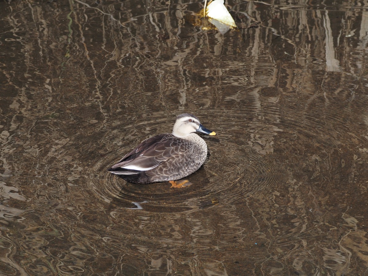 Eastern Spot-billed Duck - ML647671084