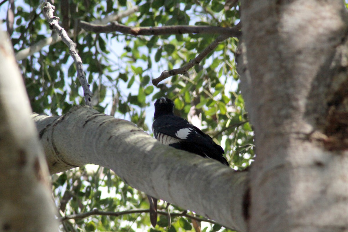 Black Baza - ML647671086