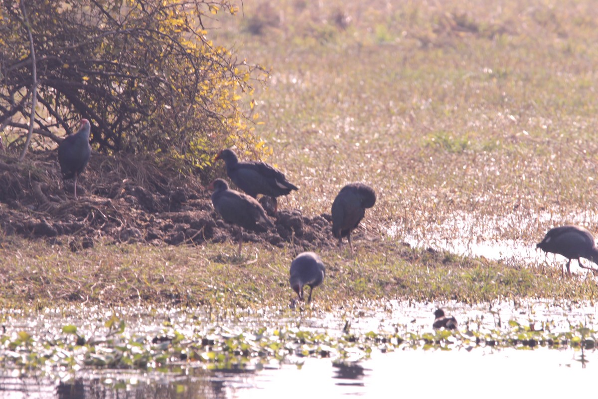 Gray-headed Swamphen - ML647671088