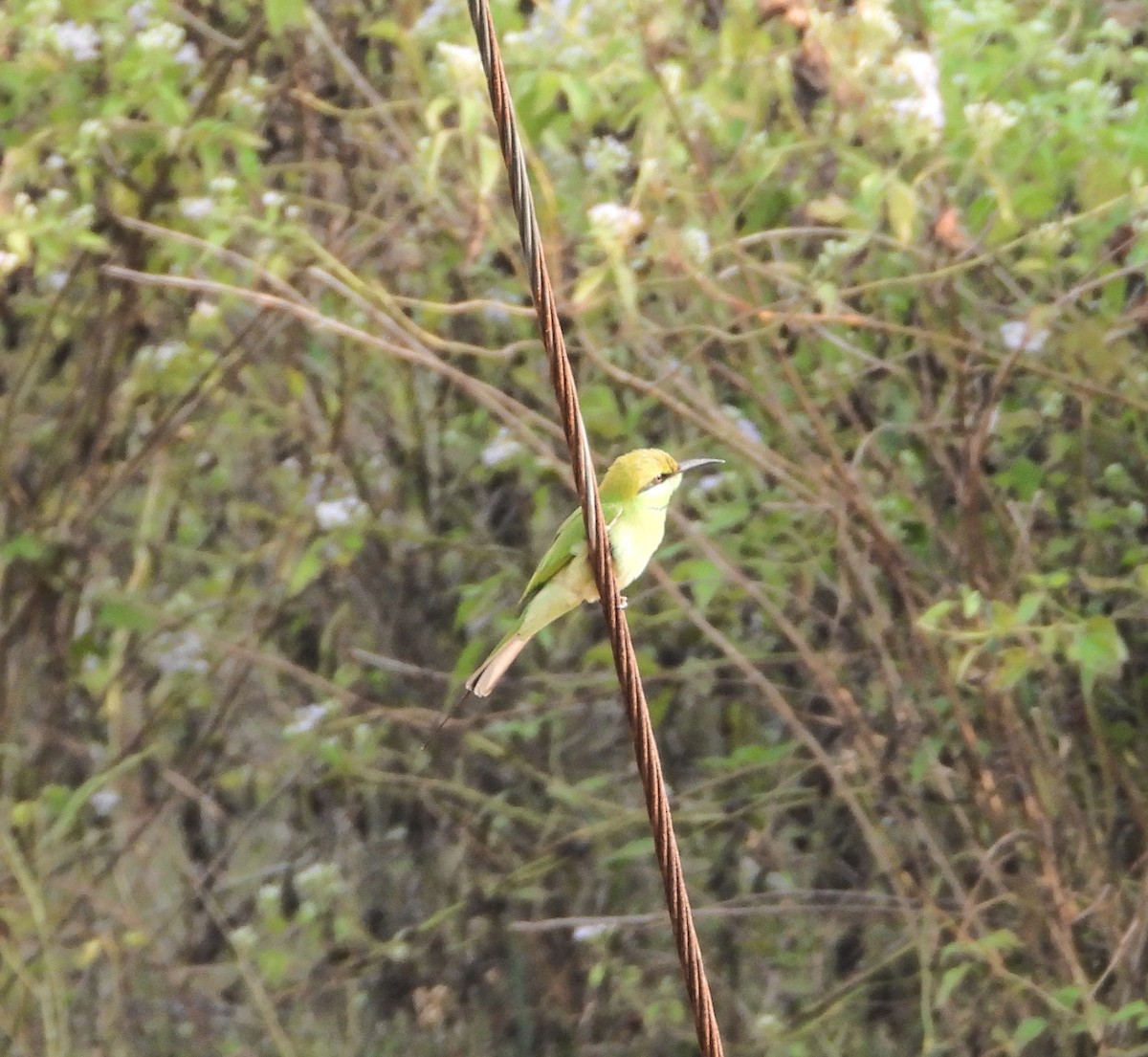 Asian Green Bee-eater - ML647671089