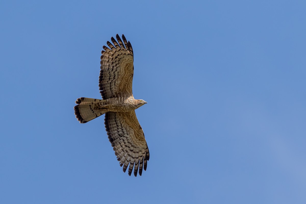 Oriental Honey-buzzard - ML647671090