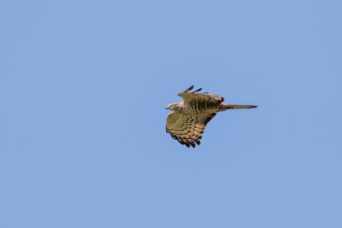 Oriental Honey-buzzard - ML647671091