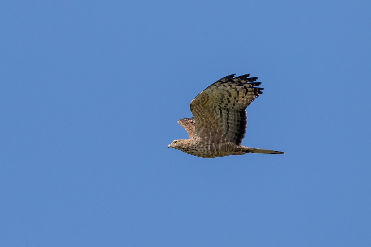 Oriental Honey-buzzard - ML647671092