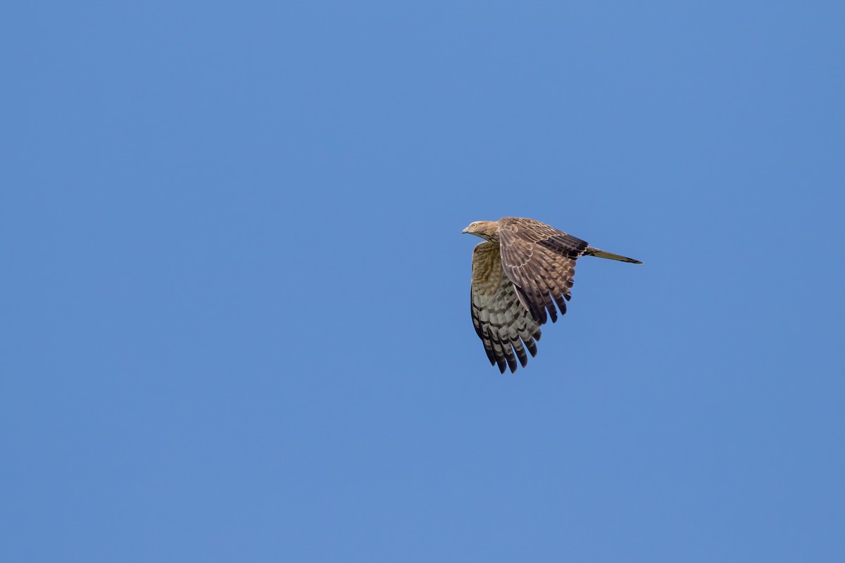 Oriental Honey-buzzard - ML647671093