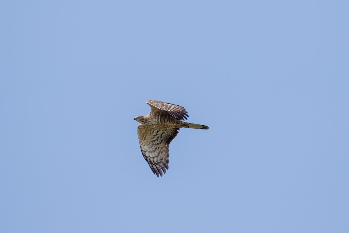 Oriental Honey-buzzard - ML647671094
