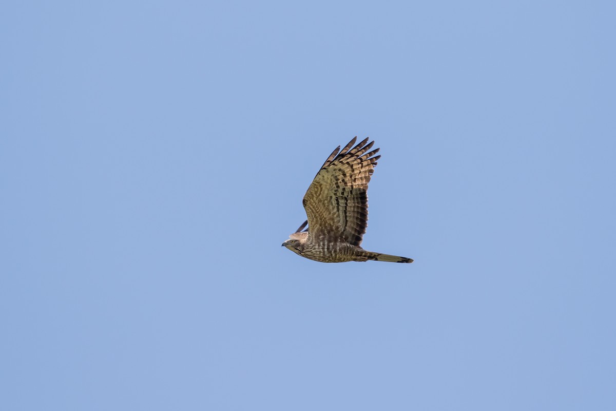 Oriental Honey-buzzard - ML647671095