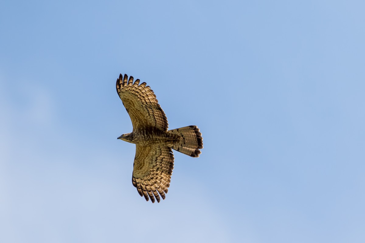 Oriental Honey-buzzard - ML647671096