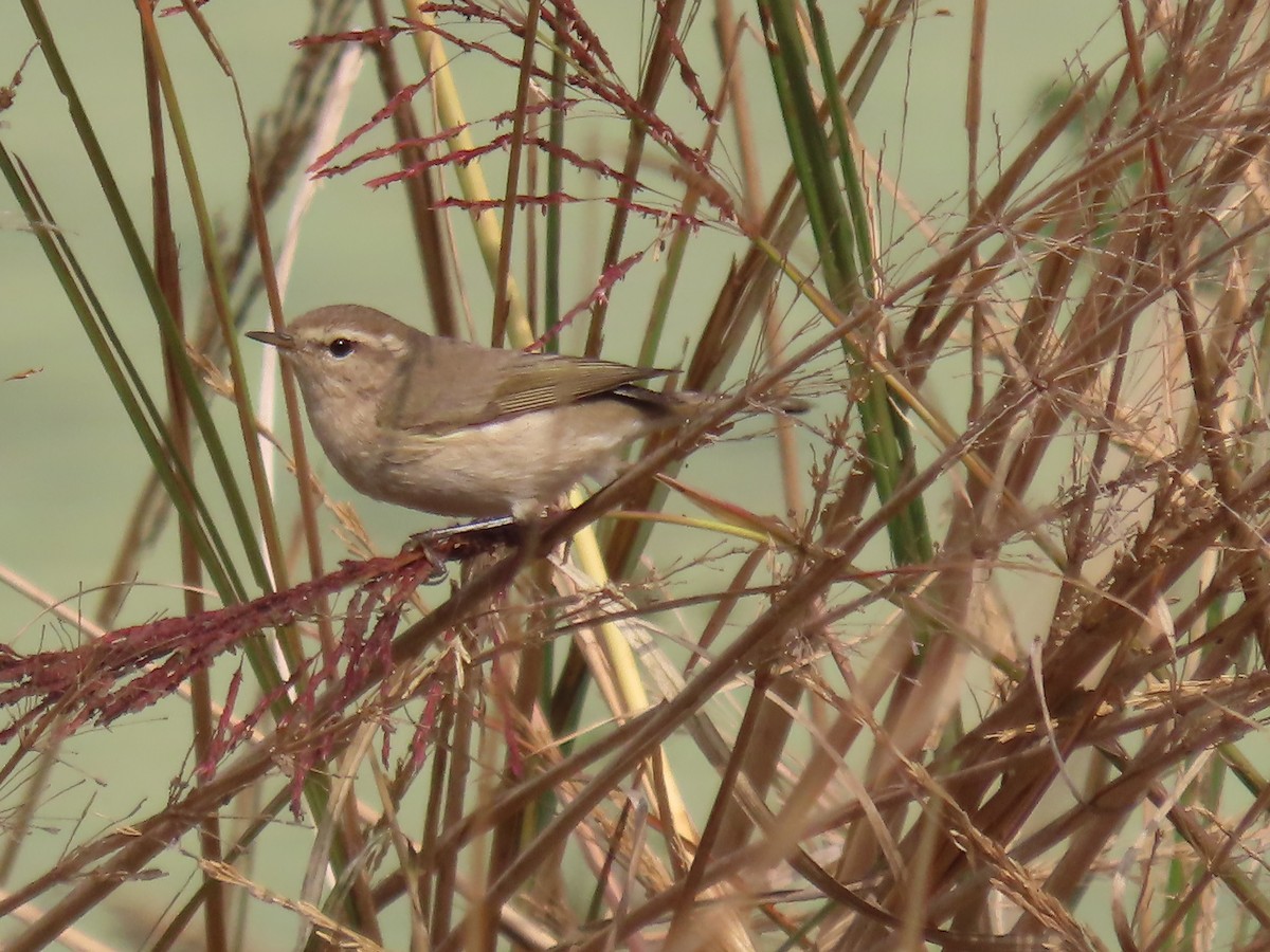 Common Chiffchaff - ML647671099