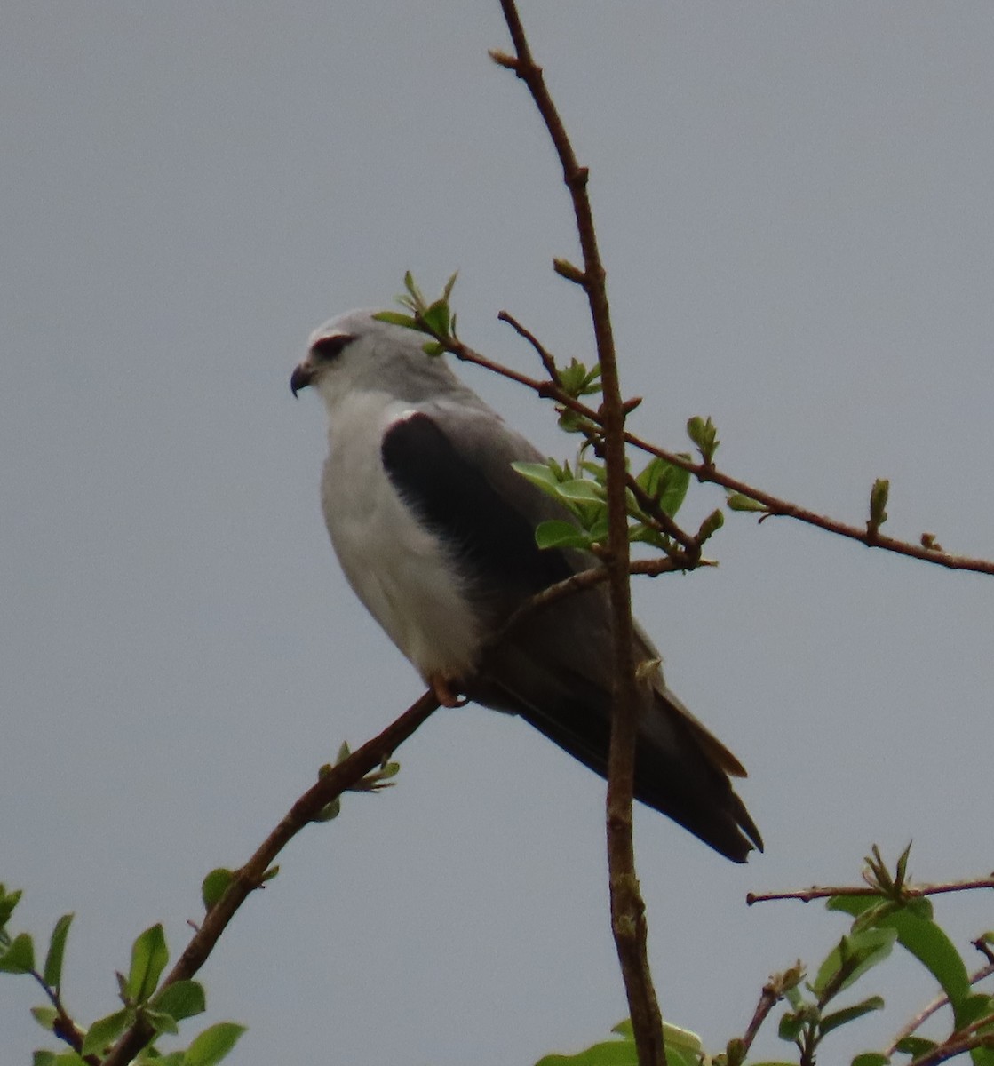 Black-winged Kite - ML647671100