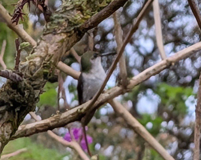 Snowcap - ML647671101