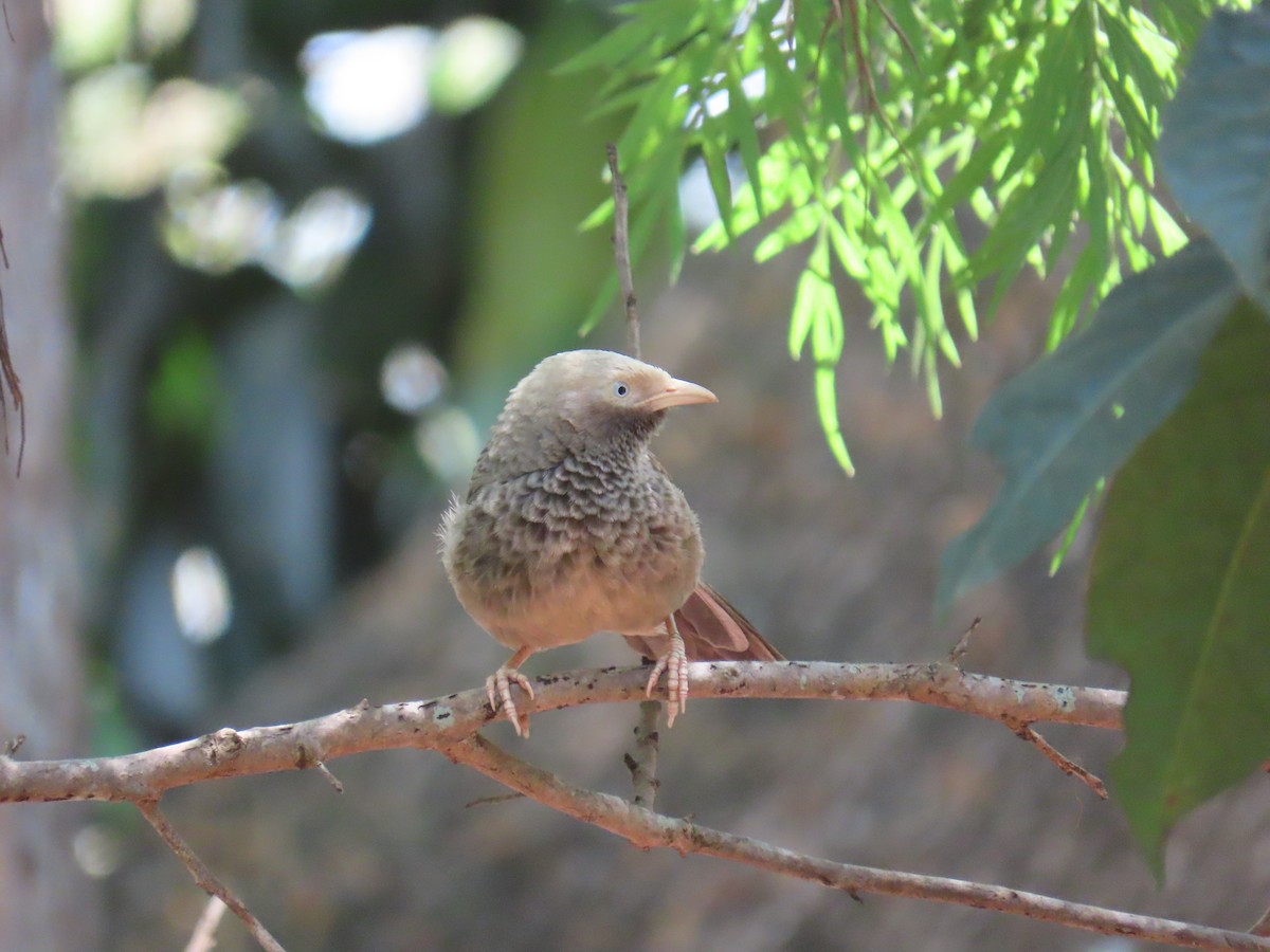 Yellow-billed Babbler - ML647671102