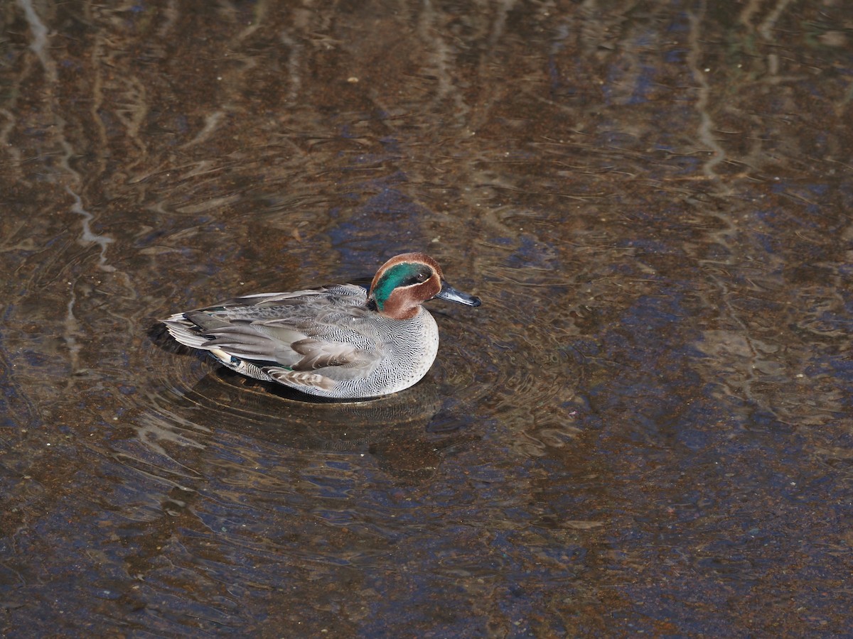Green-winged Teal - ML647671103