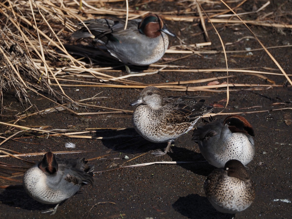 Green-winged Teal - ML647671105