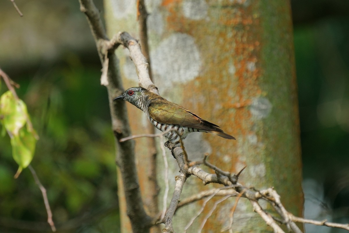 Little Bronze-Cuckoo - ML647671107