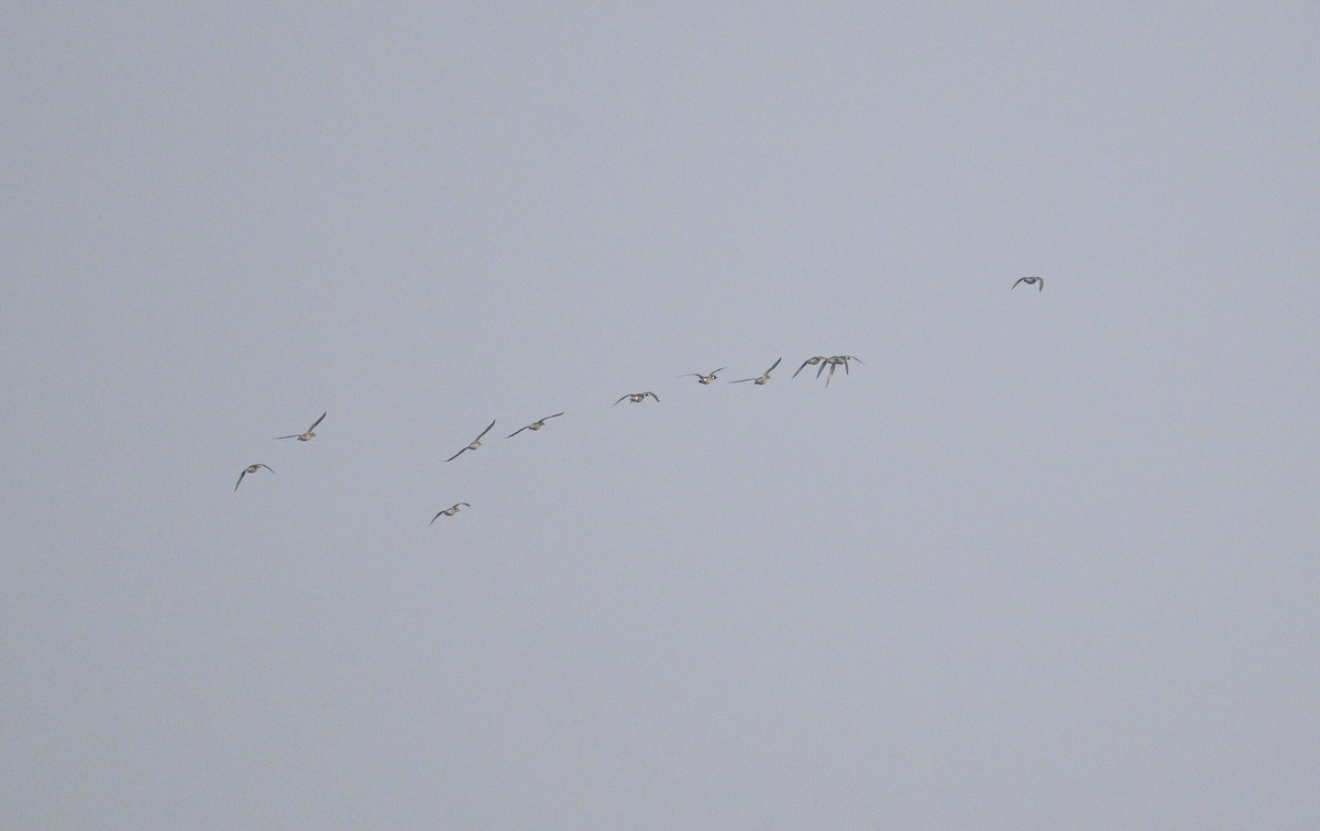 Northern Pintail - ML647671109