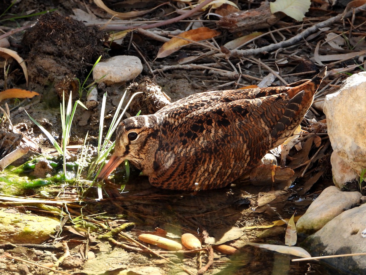 Eurasian Woodcock - ML647671110