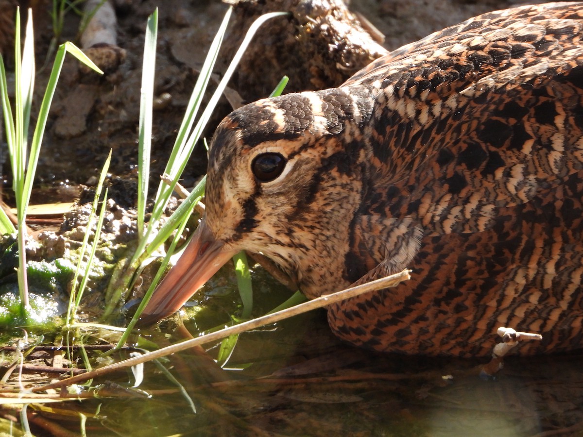 Eurasian Woodcock - ML647671111
