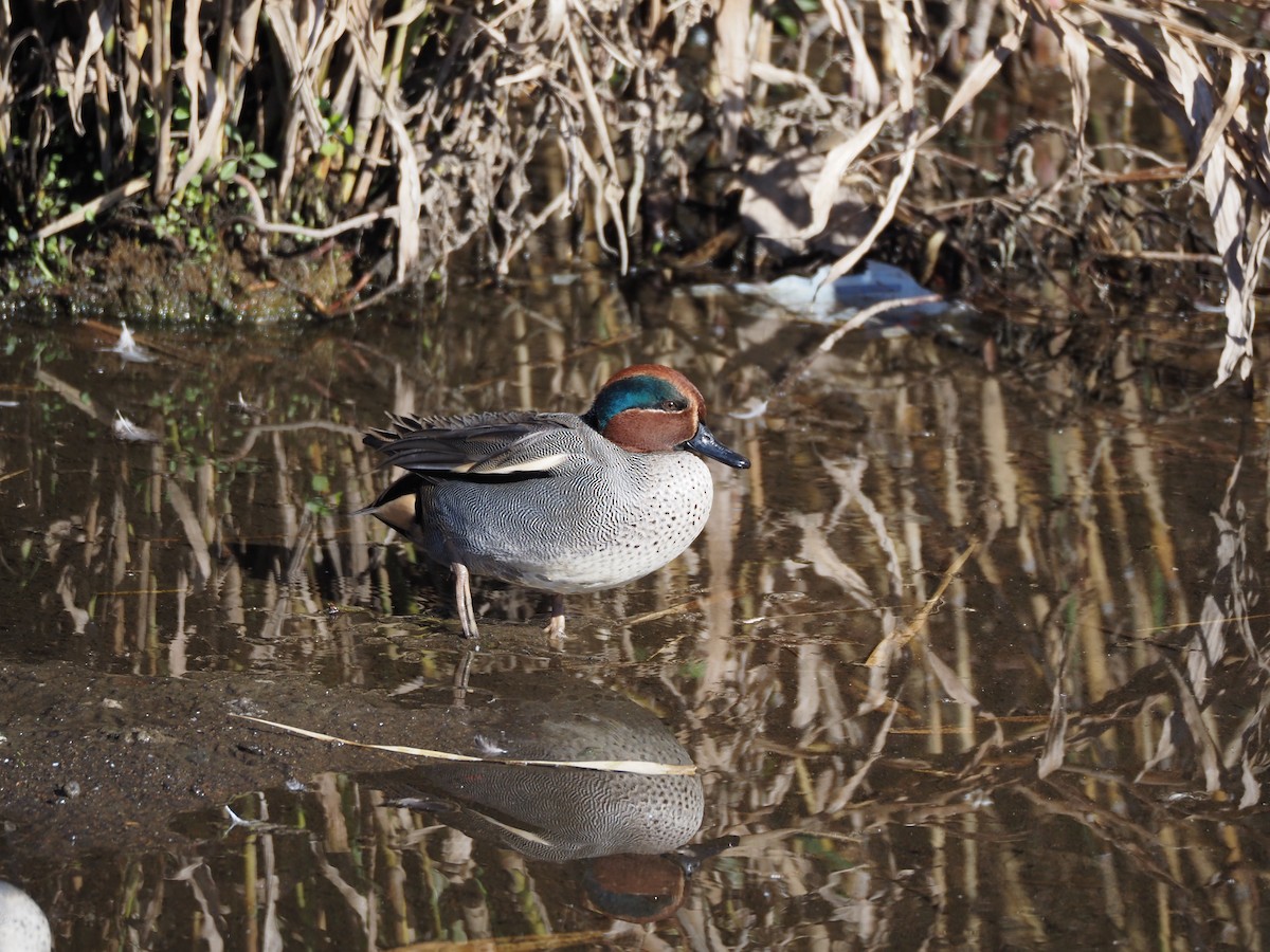 Green-winged Teal - ML647671112