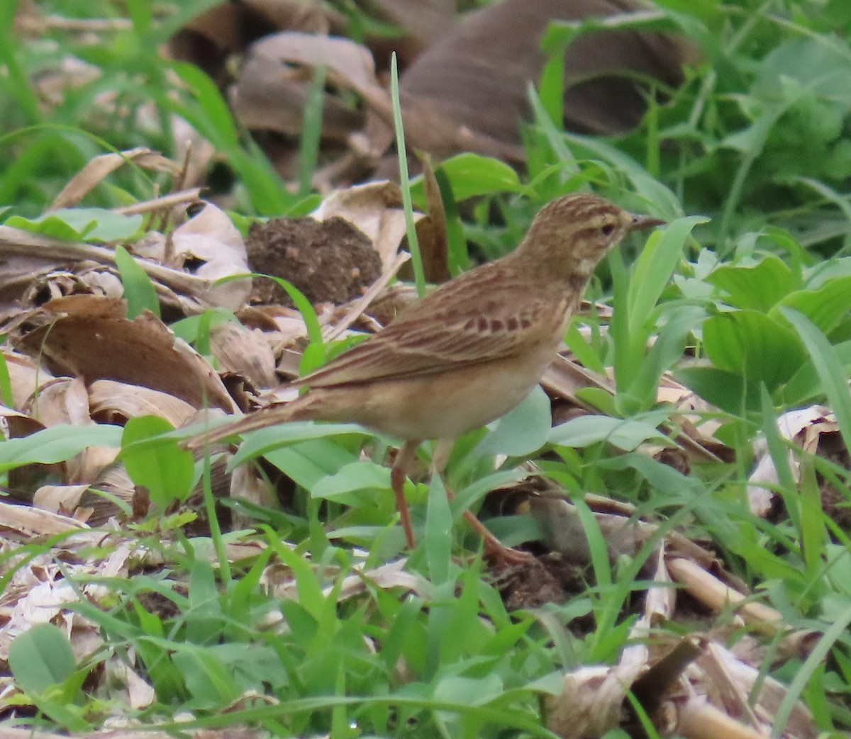 Paddyfield Pipit - ML647671113