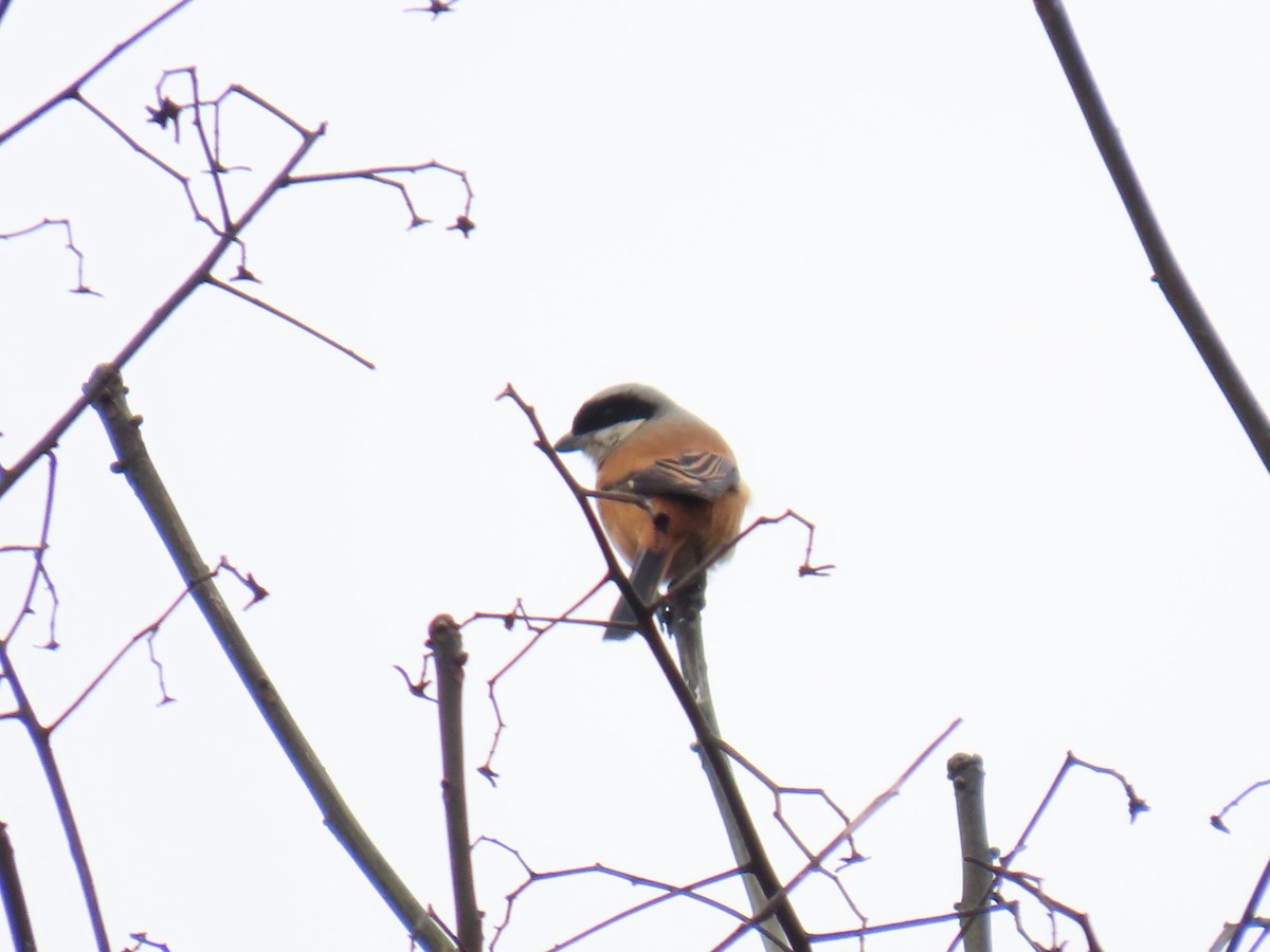 Long-tailed Shrike (schach) - ML647671114
