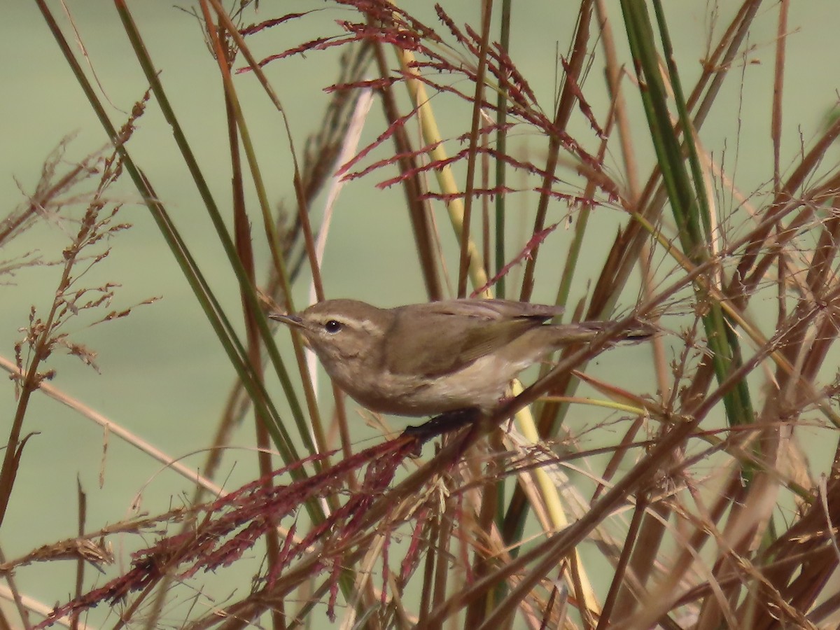 Common Chiffchaff - ML647671115