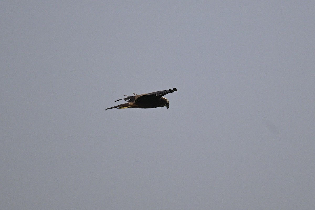 Western Marsh Harrier - ML647671116