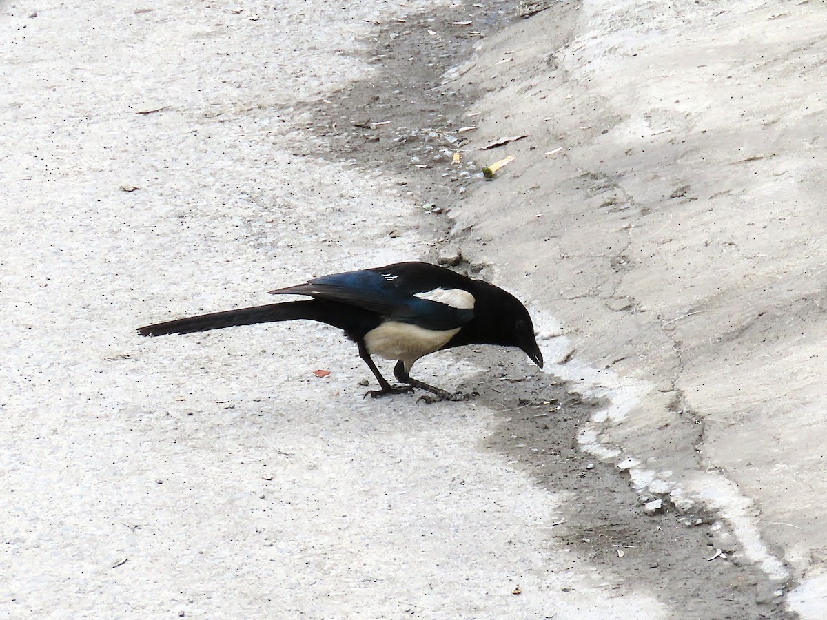 Oriental Magpie - ML647671117