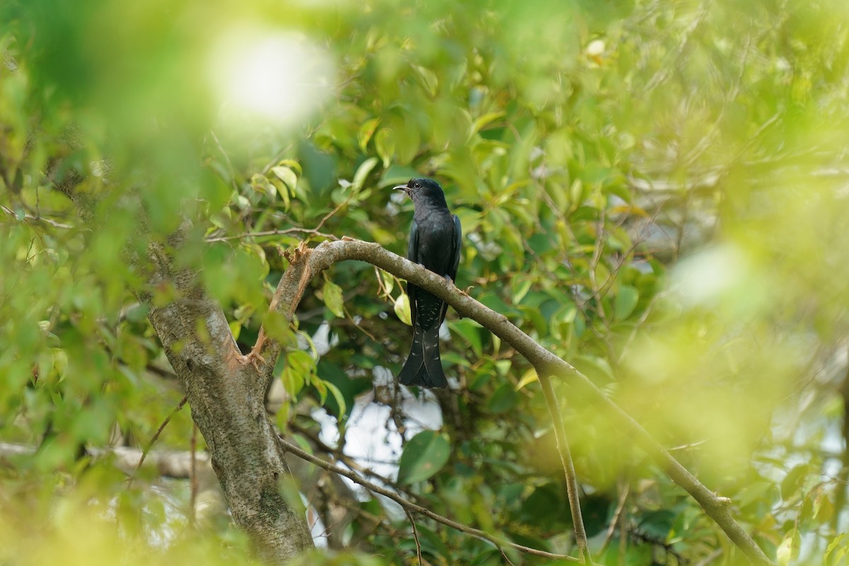 Square-tailed Drongo-Cuckoo - ML647671119