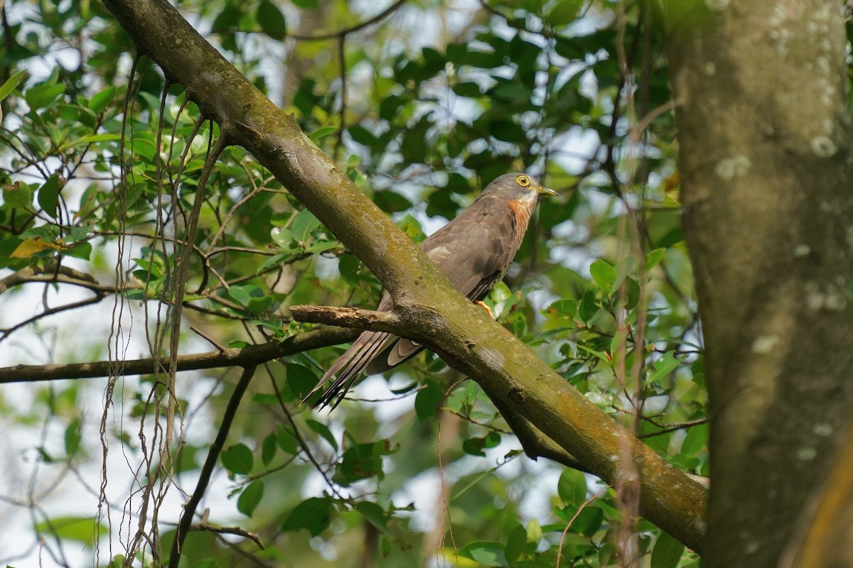 Large Hawk-Cuckoo - ML647671128