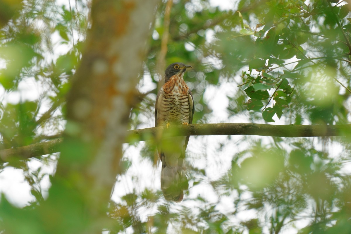 Large Hawk-Cuckoo - ML647671129