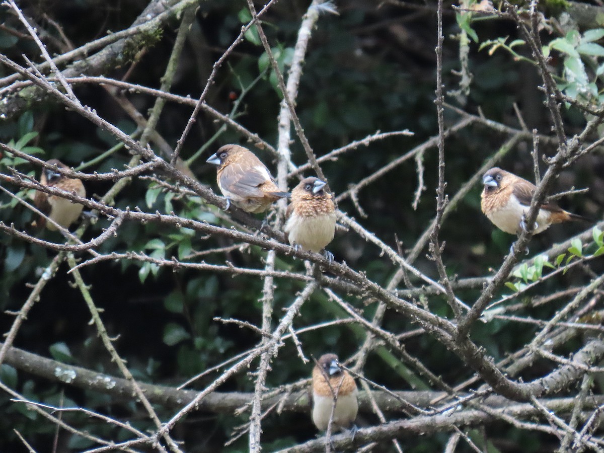 Beyaz Belli Munya - ML647671137