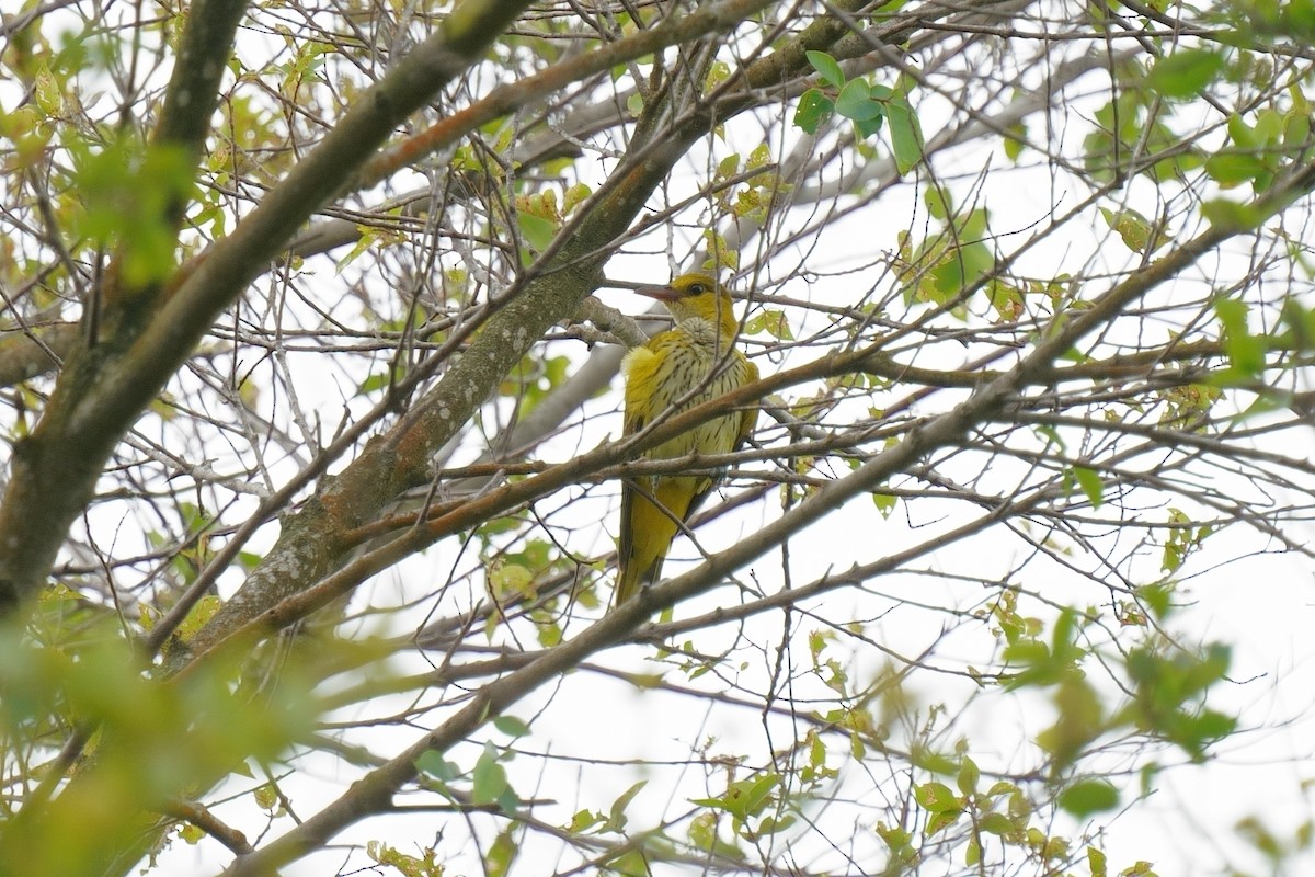 Black-naped Oriole (East Asian) - ML647671138