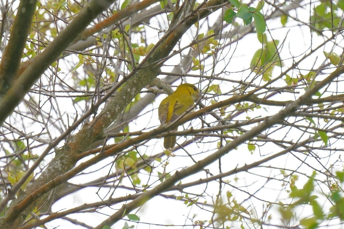 Black-naped Oriole (East Asian) - ML647671139