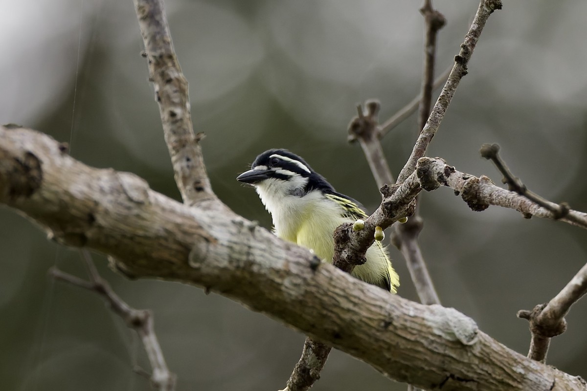 Yellow-rumped Tinkerbird - ML647671146