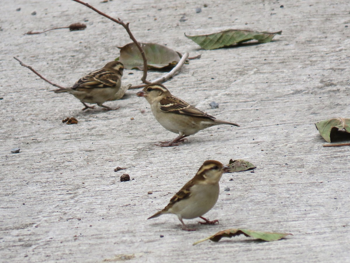 Горобець рудий - ML647671148